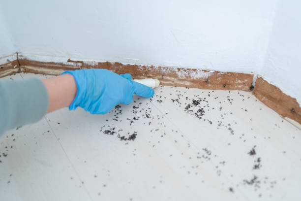 Best Ant Control Services  in Mokuleia, HI